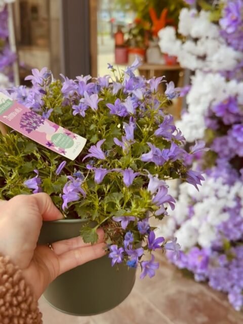 C’est bientôt mon anniv et j’ai une envie de TOUT changer. Pas toi ? 

Nouveau look, nouvelles expériences, nouvelle déco... Je suis en mode tornade de printemps dans mon atelier ! ✨

J’ai déjà commencé avec le coiffeur (merci Susanna @camille_albane_valbonne pour le peps !). Et le week-end dernier, direction le fleuriste. J’ai failli craquer pour ces beautés mauves, mais elles étaient en fin de vie... la loose. 😭

Mais c’est pas grave, parce que le vrai renouveau arrive le 28 avril. 🌸 (psst tu sais pourquoi?)

Quand on approche de son anniversaire, ça donne envie de faire table rase et de repartir avec une énergie de dingue. T’es d’accord avec moi ? Tu changes quoi, toi, quand tu veux du neuf ?

——
📍En attendant l’arrivé de Cosmic Bloom : 📍 Passe me voir chez @mesdemoisellescdecoration pour choper les pépites actuelles.
💌 Ou envoie-moi un MP si tu as un projet illustré a réaliser !